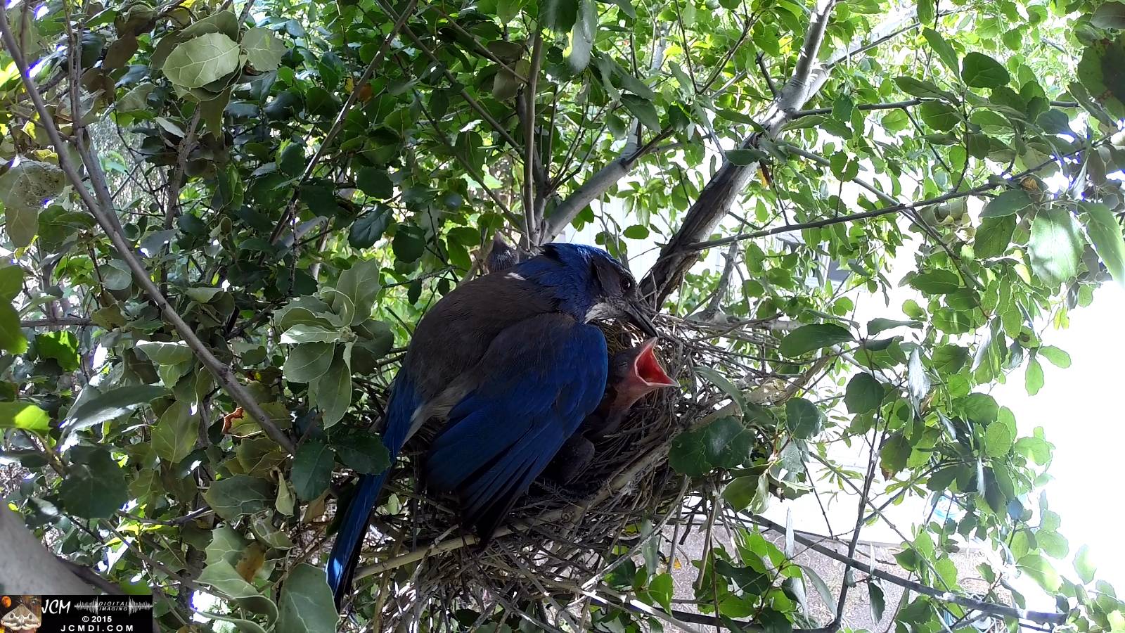 Scrub Jay nest documentary - female shading chicks wide view